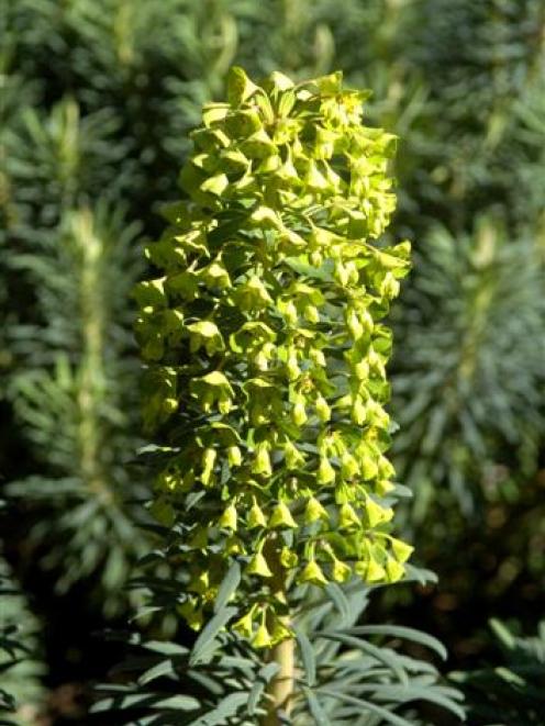 'Euphorbis characias ssp. wulfenii'. Photo by Gerard O'Brien.