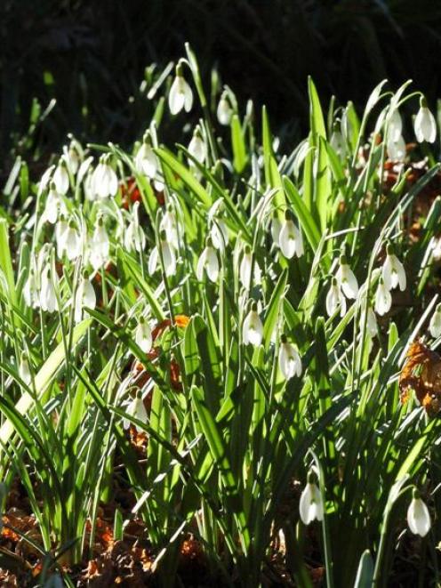 'Galanthus nivalis', the snowdrop. Photo by Gerard O'Brien.