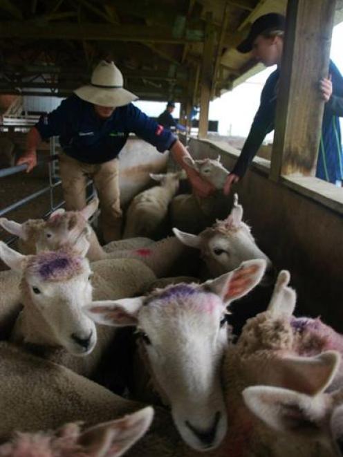 Georgia Clark (right) watches as farmer Simon Bryant sorts through his sheep. Photo by Young...