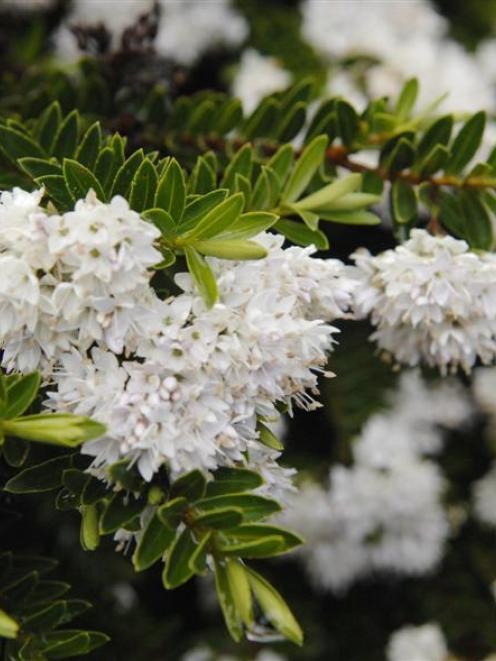 'Hebe diosmifolia'. Photo by Linda Robertson.