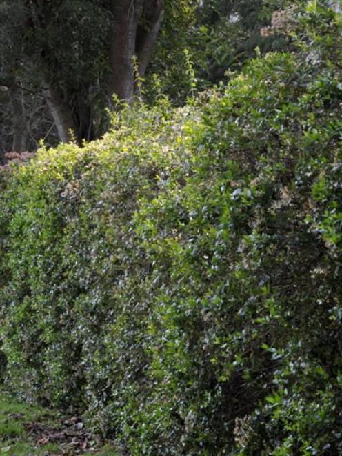 <i>Abelia x grandiflora.</i> Photo by Gerard O'Brien.
