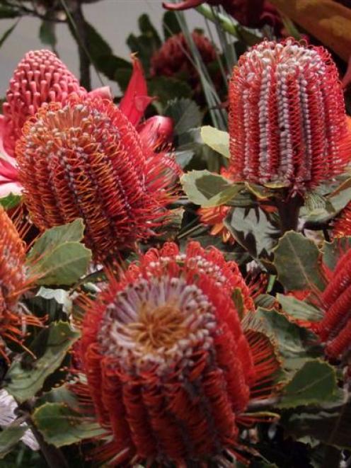 <i>Banksia coccinea</i> is named for Sir Joseph Banks - coccinea refers to the scarlet flowers;...