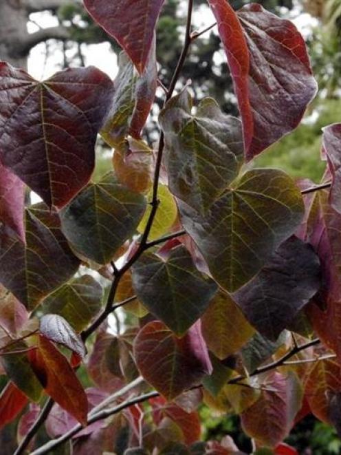<i>Cercis canadensis</i> "Forest Pansy"