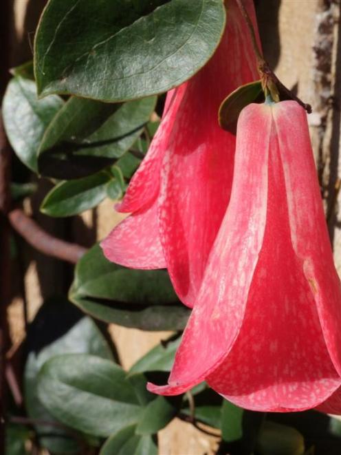 <i>Lapageria rosea. </i> Photo by Gerard O'Brien.