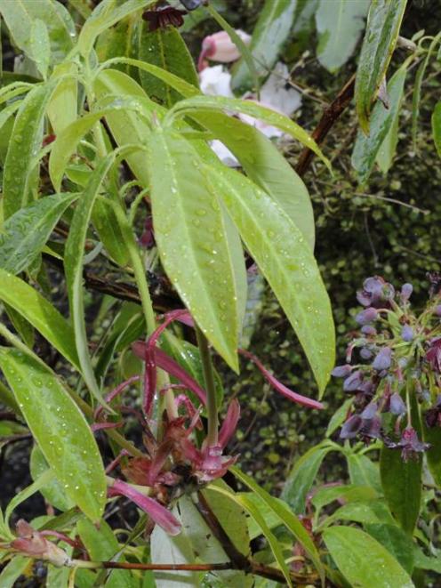 <i>Rhododendron genestierianum</i>. Photo by Gerard O'Brien.