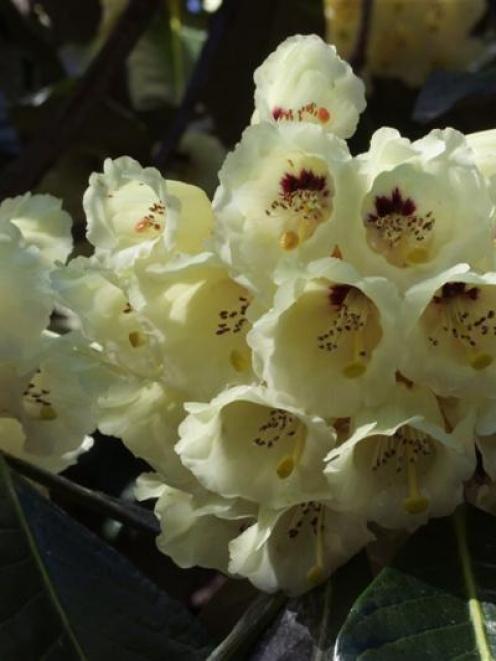 <i>Rhododendron macabeanum</i> is a tall-growing species with huge heads of blossom.