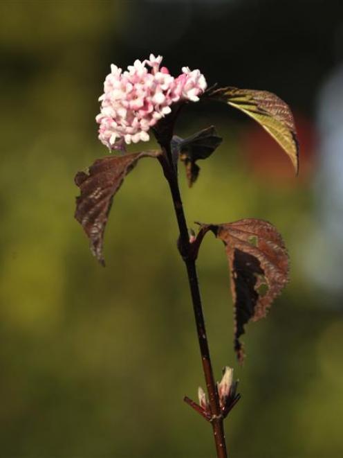 <i>Viburnum bodnantense</i> 'Dawn'. Photo by Gerard O'Brien.