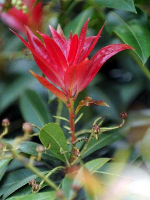 'Pieris formosa' var. 'forrestii' "Wakehurst" features bright red new growth. Photo by Gerard O...