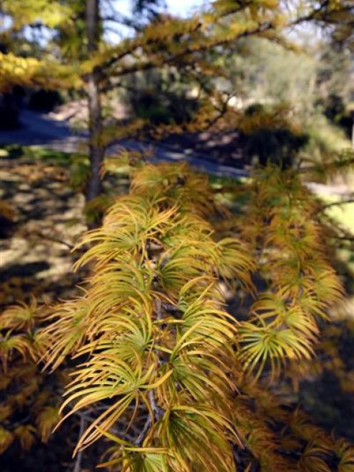 'Pseudolarix amabilis' (golden larch).