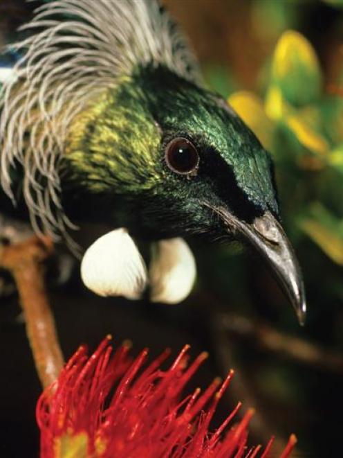 Rod Morris' photograph of a tui from An Extraordinary Land. Photo by Rod morris.