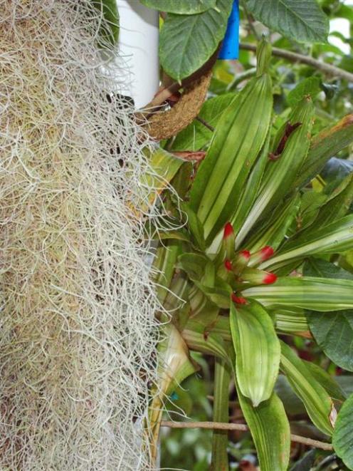 'Tillandsia' and 'Nidularium' growing epiphytically. Photo by Gerard O'Brien.