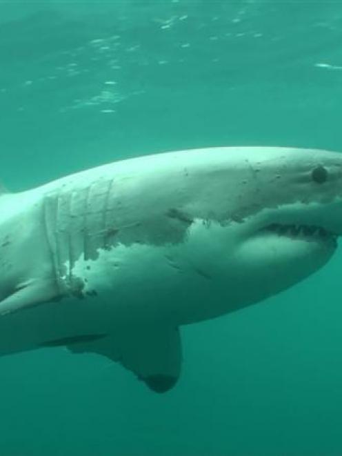 A 4.2m white shark photographed off Edwards Island last March.