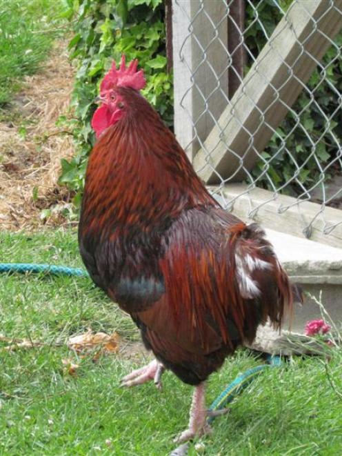 A 4-year-old pet rooster recovers from having his tail feathers pulled out  on Christmas morning....