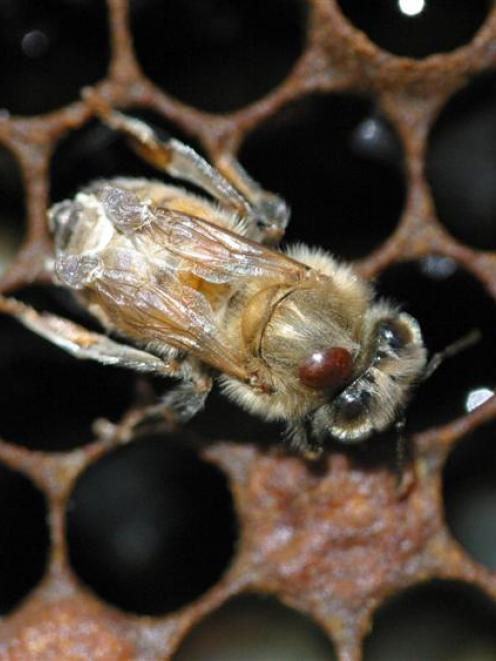A bee carrying a varroa mite. Photo by HortResearch.