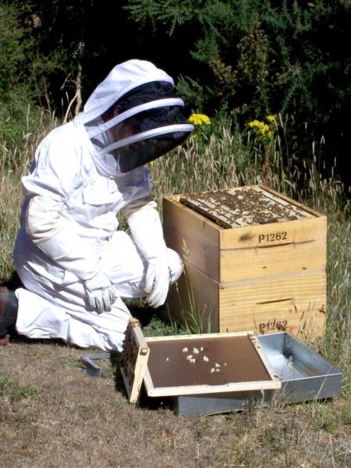 A beekeeper tends hives at Outram. Hiring hives may soon be the only option for those who need...
