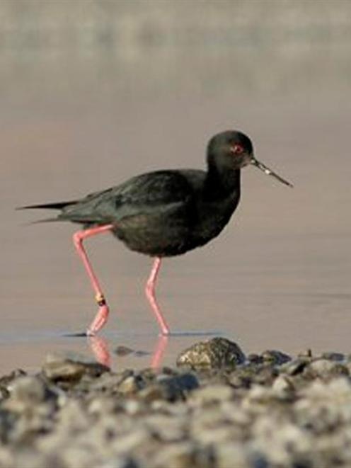 A black stilt forages in an upper Waitaki river.  Photo by Dave Murray