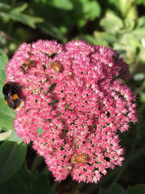 A Butterfly And Bee Banquet Otago Daily Times Online News