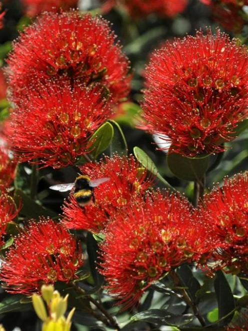 A bumblebee forages on a pohutukawa tree near the Otago Yacht Club, in Dunedin on Tuesday. Photo...