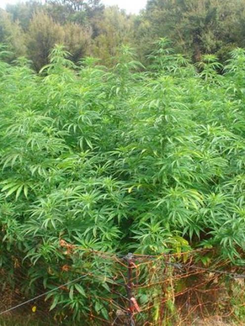 A cannabis plantation found by police in Fiordland. Photo by NZ Police.