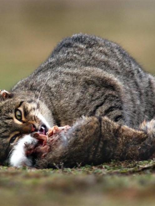 A cat tucks into a wild rabbit on a Central Otago station. Photo by Stephen Jaquiery.