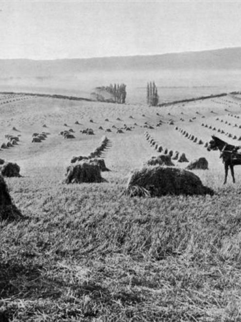 A cereal crop in stook on the Taieri Plain, near Dunedin. - <i>Otago Witness</i>, 20.12.1911