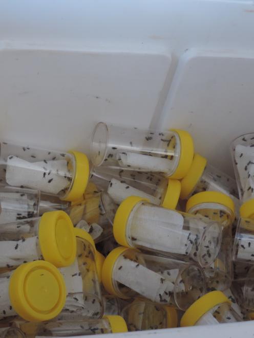 A chillybin of phials containing parasitised clover root weevil at a workshop in Waimate last...