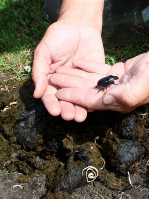 A close-up of a paua dung beetle. Photos by Allison Rudd.
