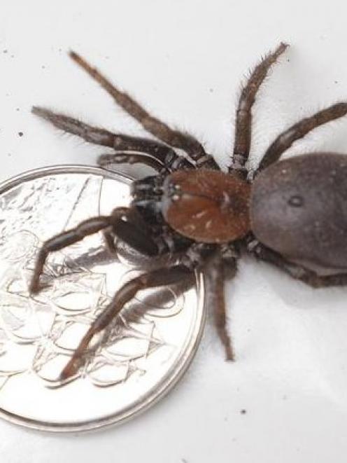 A coin indicates the size of the spiders.Photos by Peter McIntosh.