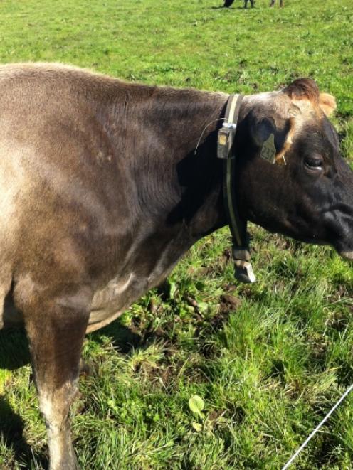 A cow on a Hamilton farm has a GPS unit attached as part of 
...