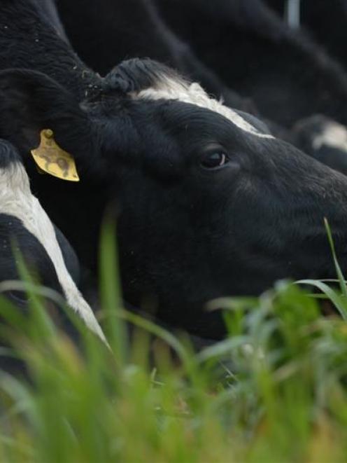 A dairy herd on the coastal road to Karitane, north of Dunedin, soaks up some spring sunshine....