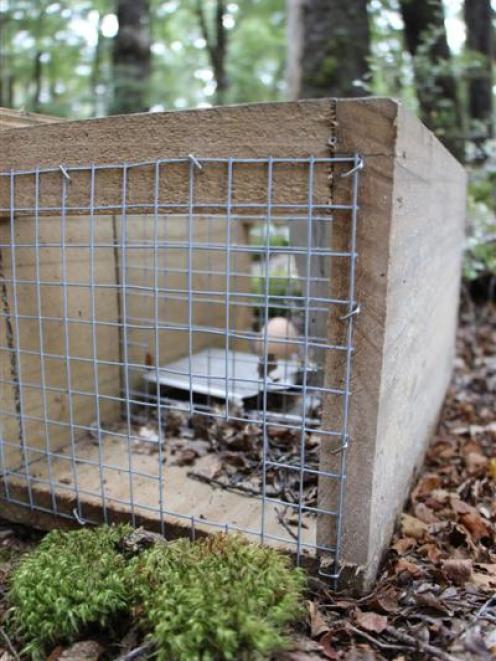 A Department of Conservation trap entices stoats with an egg as bait. Invercargill student Steve...