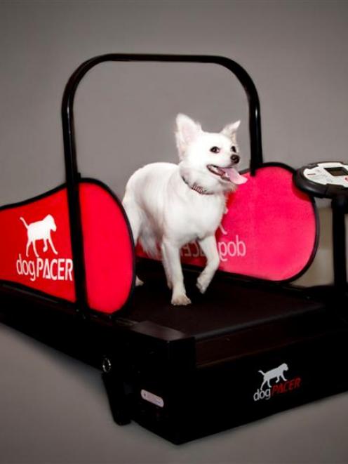 A dog trots on the Minipacer, a treadmill for small dog, in Las Vegas, Nevada. REUTERS/Daria...