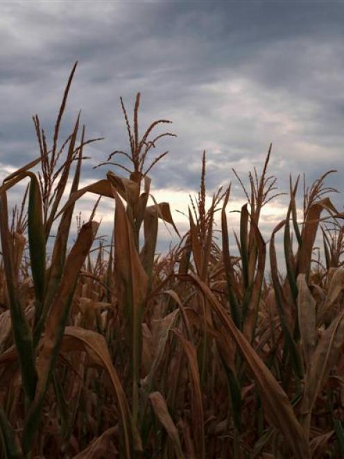 A drought affected corn crop is near Paris, Missouri. REUTERS/Adrees Latif