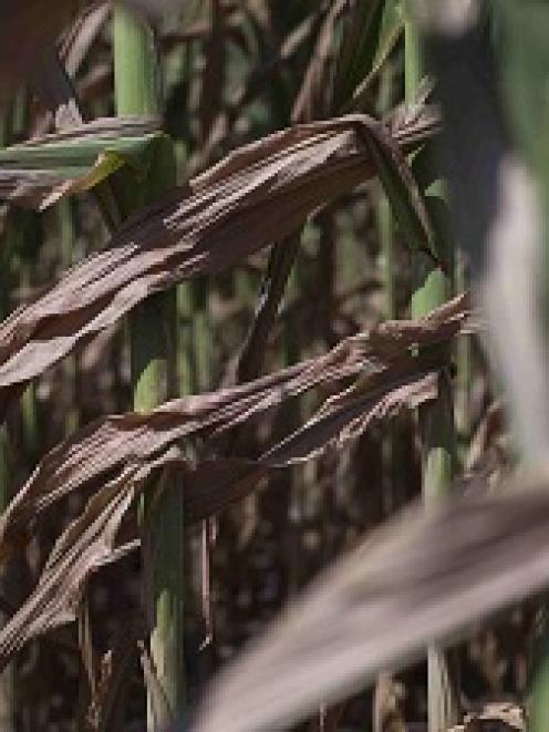 A drought stricken corn field in DeWitt, Iowa.  REUTERS/Adrees Latif