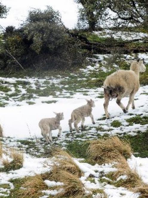 A ewe and her twin lambs seek shelter in the Owaka Valley during the September storms. Ultimate...