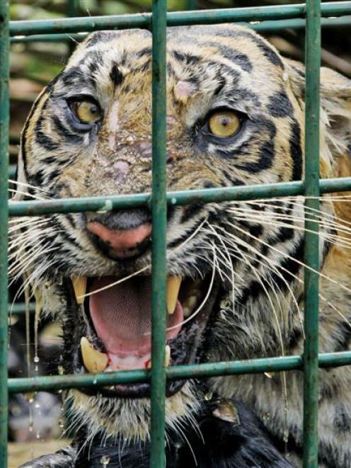 A female Sumatran tiger that is believed to have killed 3 men is seen inside a trap set up by...