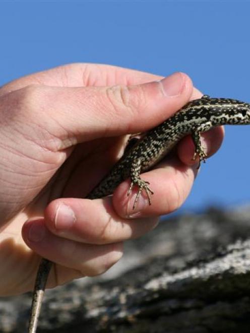 A grand skink. Phto by the DCC.