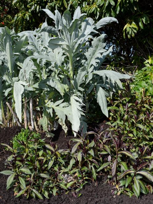 A great planting combination in Dunedin Botanic Garden's herbaceous border has resulted in...
