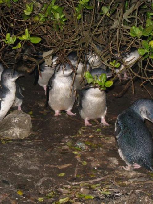A group of penguins seek shelter under a bush at the Oamaru Creek penguin refuge. Photo by...