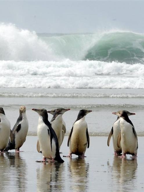 A group of yellow-eyed penguins on an Otago Peninsula beach. Photo by Craig Baxter.