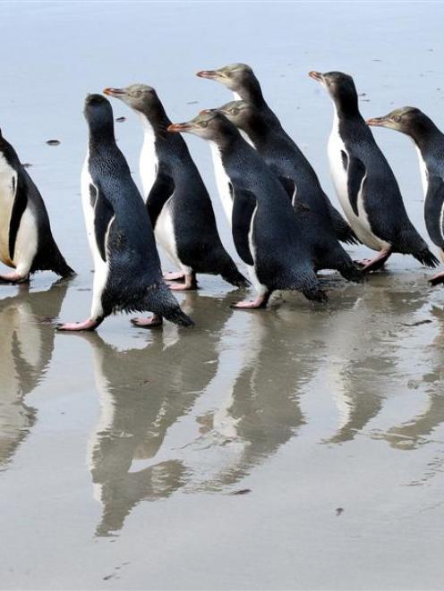 A group of Yellow-Eyed Penguins. Photo from ODT files