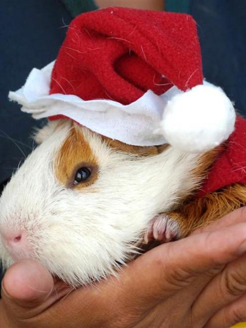 A guinea pig, dressed as Santa Claus, is displayed during a guinea pig feast in Callao, Peru....