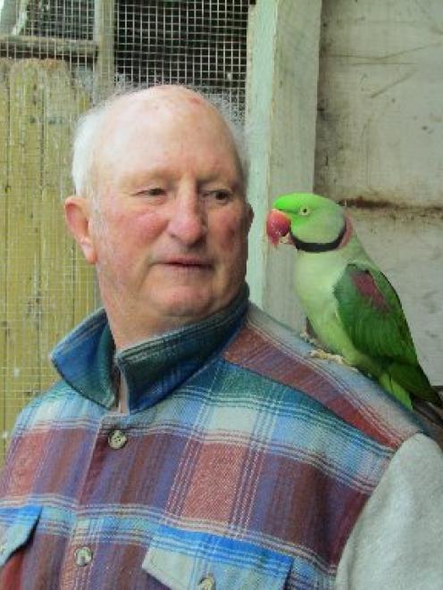 A hand-reared parakeet perches on North Otago Bird-Fanciers Club treasurer Tony Knight. Photo by...