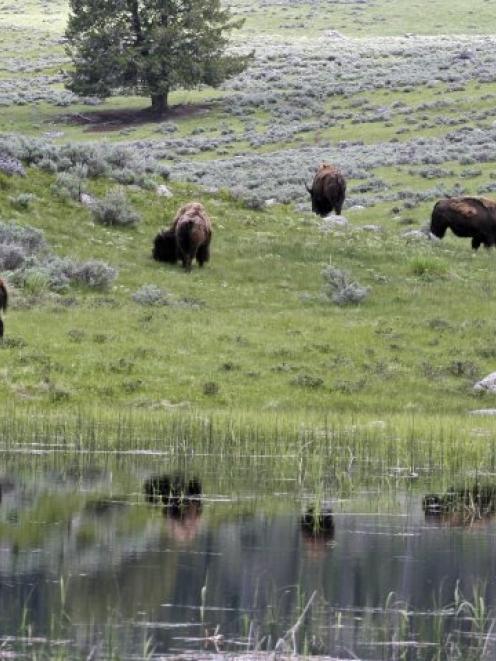 A herd of bison graze in Lamar Valley in Yellowstone National Park, Wyoming. Photo by Reuters