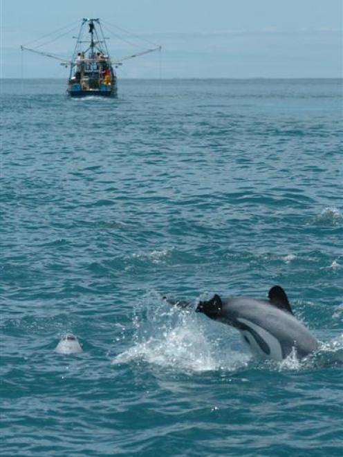 A high number of reported deaths among endangered Hector's and Maui dolphins prove that new...