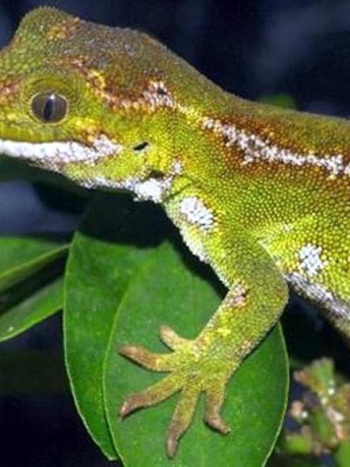 A jewelled gecko.