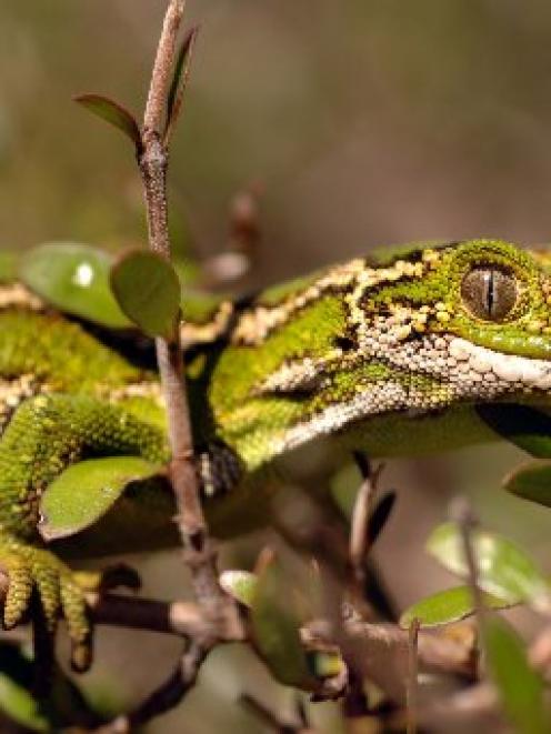 A jewelled gecko. Photo by Stephen Jaquiery.