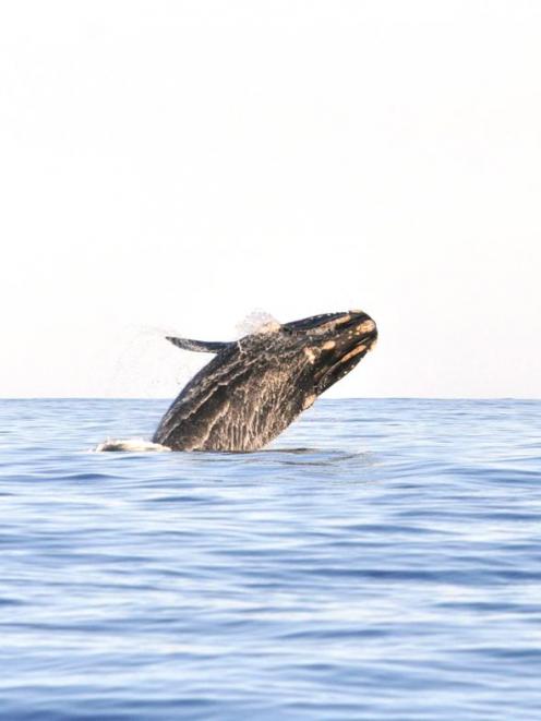 A juvenile southern right whale breaches about 2km off the coast, near Pipikaretu Point,...