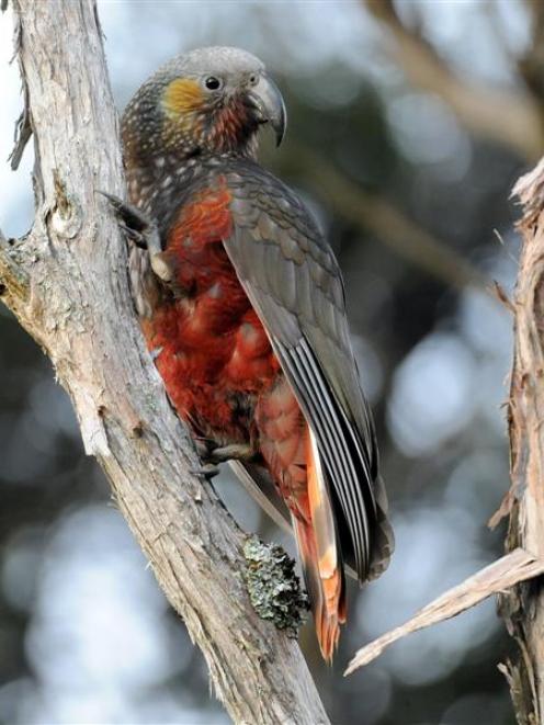 A kaka chick poses yesterday for its first photograph at the Orokonui Ecosanctuary. Photo by...