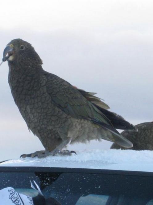 A kea on the roof of a car at Coronet Peak snacks on the vehicle's aerial. Photo supplied.